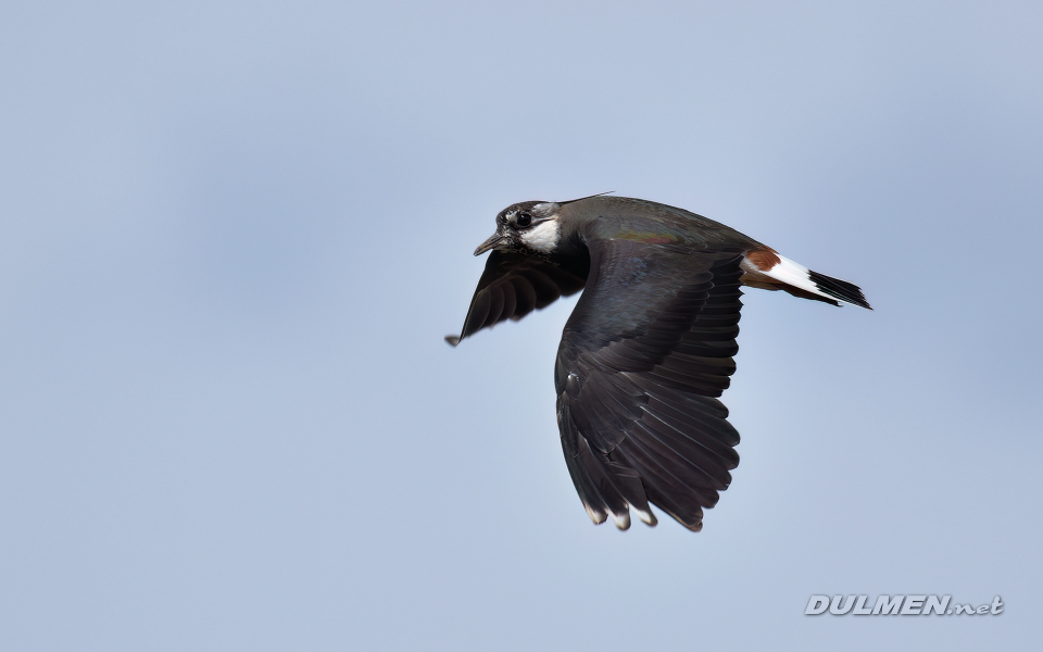 Northern Lapwing (Vanellus vanellus)